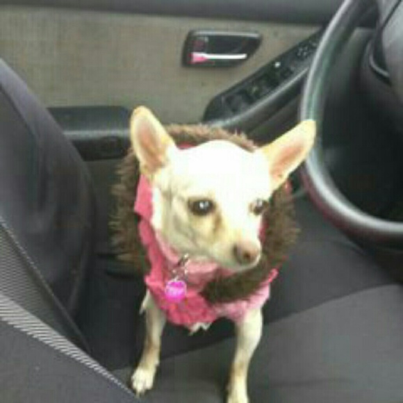 Meet your Posher, holly - Picture 1 of 1